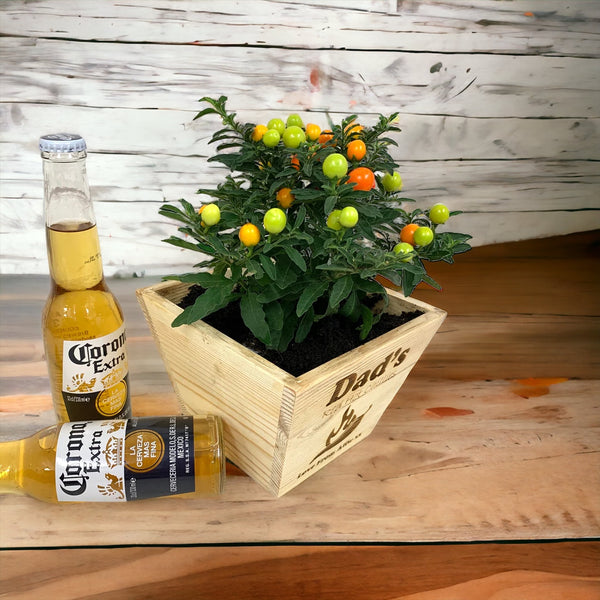 Pine Plant Pot with seeds - Dads Chillis